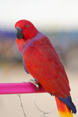 moluccan eclectus parrot free flying bird