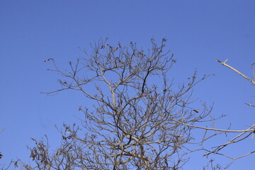 Topo de árvore velha e seca com galhos acinzentados em céu azul sem nuvem e sem folhas