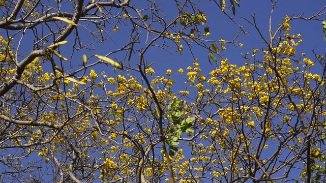 &Aacute;rvore com folhas amareladas, galhos floridos com lindas cores vibrantes do ver&atilde;o 