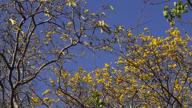 &Aacute;rvore de Yp&ecirc; amarelo carregado de flores lindas e vibrantes, galhos com folhas amareladas