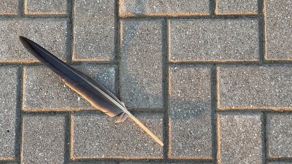 Quill of a bird on brick walkway