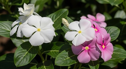 Obraz premium Beautiful Pink and White Flowers.