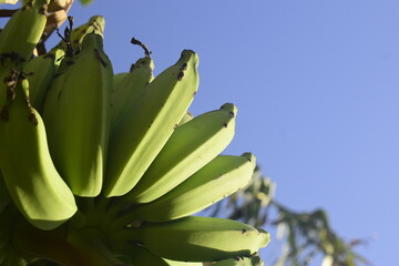 Cacho de bananas verdes visto de perto, cultivo de bananeiras orgânicas 
