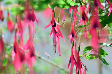 pink fuchsia flowers and shallow depth of field, blurbackground