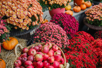 Autumn garden display: vibrant mums, pumpkins, and apples in baskets on hay