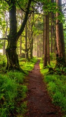 Obraz premium Lush forest path in morning mist