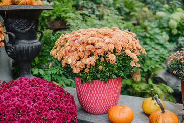 Colorful Chrysanthemums and pumpkins arranged for autumn decoration outdoors