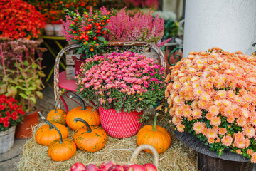 Orange pumpkins and pink mums flowers displayed on hay with heather and red berries