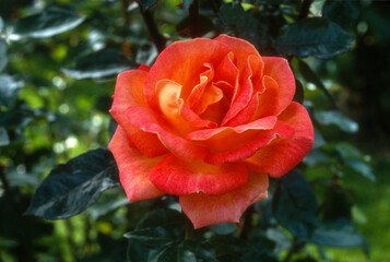 Rose 'Piccadelly', rosier