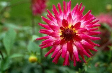 Obraz premium Dahlia 'Audace'