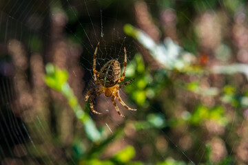 The spider (cross orb-weaver) sitting on its web.