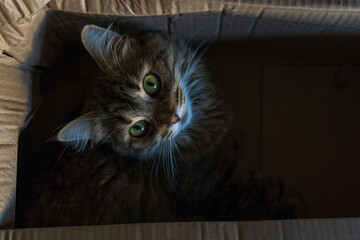 A cat sitting in a cardboard box.