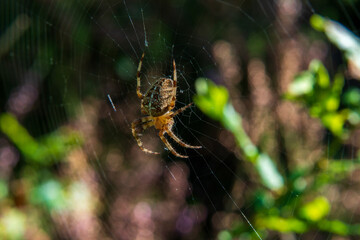 The spider (cross orb-weaver) sitting on its web.