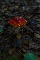 Fly agaric mushroom (Amanita muscaria) growing on a forest floor. It's one of the most recognisable fungi in the world.