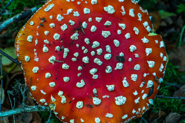 Fly agaric mushroom (Amanita muscaria) growing on a forest floor. It's one of the most recognisable fungi in the world.