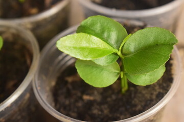 Muda de tangerina crescendo, plantinhas de tangerineira em copo de plástico, bergamota pequena