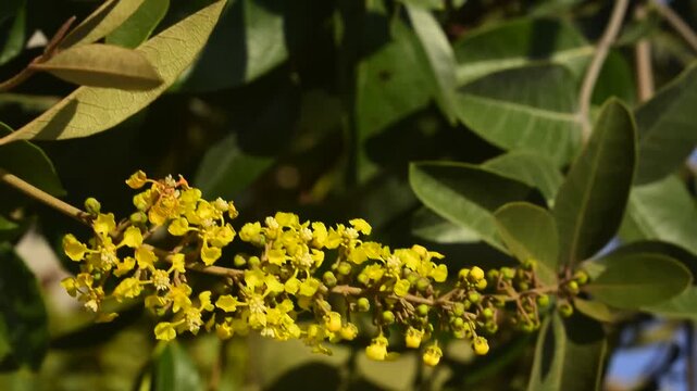 Galho florescido da planta de Murici balan&ccedil;ando suavemente a brisa, flor amarela do p&eacute; ao vento
