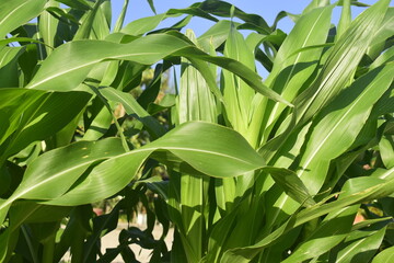 Milharal verde e frondoso em fazenda orgânica familiar, folhas de plantação de milho