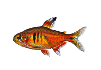 Fototapeta premium Vividly colored fish, with intricate patterns, is presented against a black backdrop, showcasing its striking scales and fins.