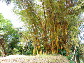 Yellow Bamboo Grove in Tropical Forest &ndash; Natural Bamboo Plant Landscape Photography