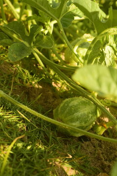 P&eacute; de maxixe com fruto verde pronto para colheita, planta com legume org&acirc;nico bonito