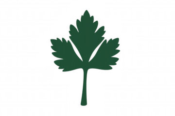 Fresh parsley leaf with green silhouette for food, herb, and cooking concepts on transparent background