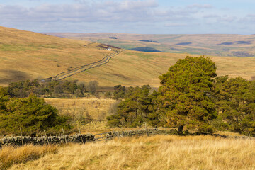 Small Tree plantation in a remote part of Weardale on a sunny afternoon, County Durham, England, UK.