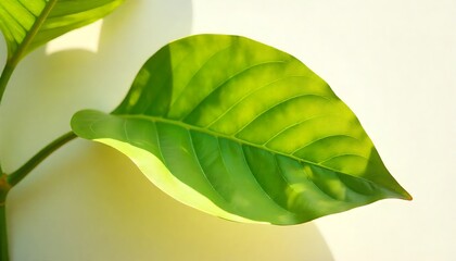 Obraz premium Vibrant green leaf bathed in warm sunlight, showcasing natural beauty and organic textures with gentle shadows