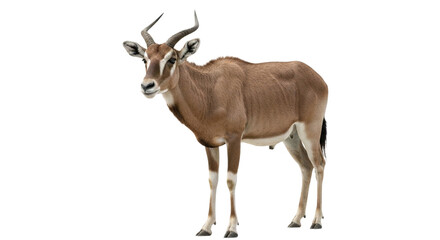 Fototapeta premium Addax with transparent png background