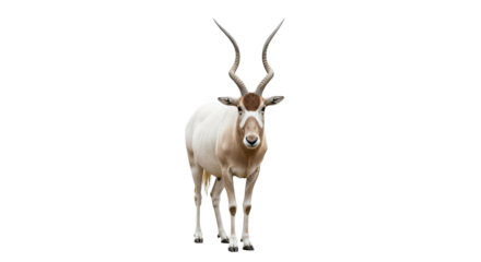 Addax  with transparent png  background