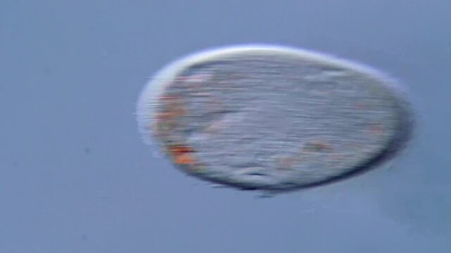 Movement of freshwater protozoa under microscope, paramecium microorganism 