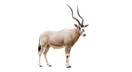 Addax  with transparent png  background