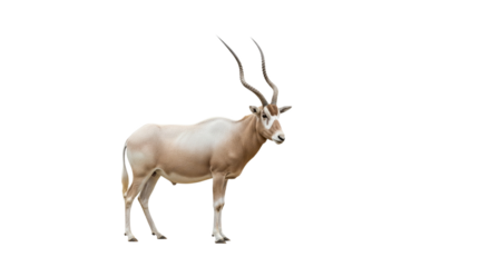 Addax  with transparent png  background