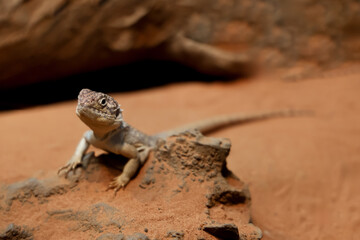 The Central Netted Dragon is nature animal in australia