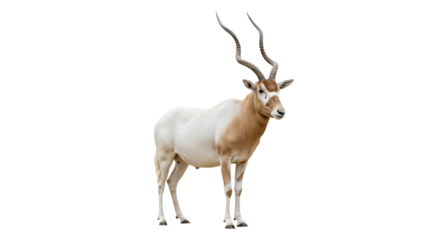 Addax  with transparent png  background