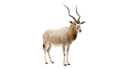 Addax  with transparent png  background