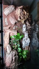 Side view of a black glass enclosure lined with cork panels and stacked cork branches supporting a lush pothos plant, creating vertical climbing routes.