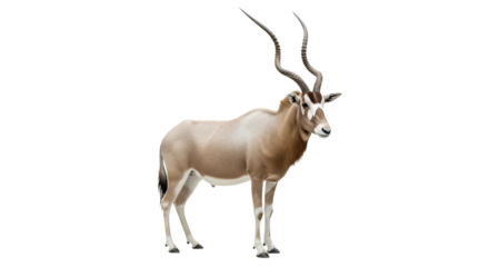 Addax  with transparent png  background