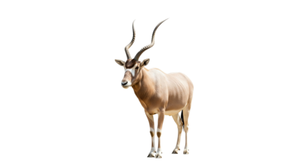 Addax  with transparent png  background