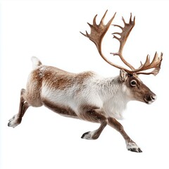 Reindeer running isolated, white background cut out png