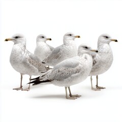 Group of seagulls isolated on white background cut out png