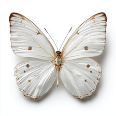 White butterfly isolated on white background cut out png