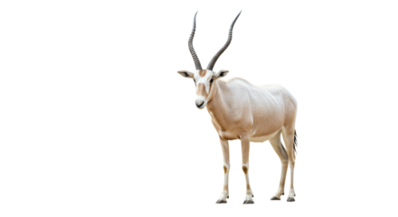 Addax  with transparent png  background