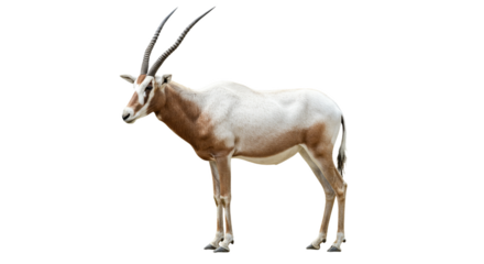 Addax  with transparent png  background