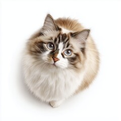 Fototapeta premium Ragdoll cat looking up, isolated, white, background, png, cut, out, transparent, white background cut out png