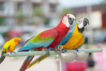 Green-winged Macaw or Red-and-green Macaw bird Pets are people's friends macaw parrot free flying bird .