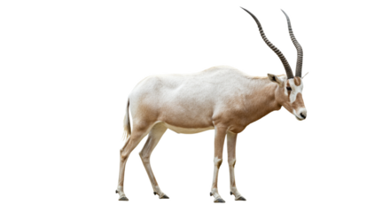 Addax  with transparent png  background