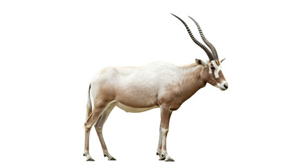Fototapeta premium Addax with transparent png background