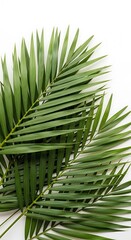 Fresh Green Palm Leaves Closeup.