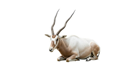 Addax  with transparent png  background